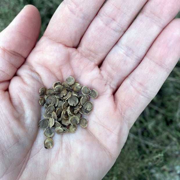 Hollyhock Chaters White Seeds Size