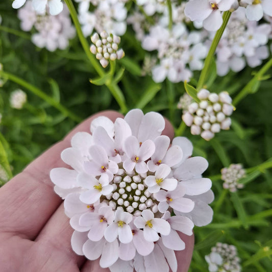 Iberis ‘Rose Cardinal’ Seeds