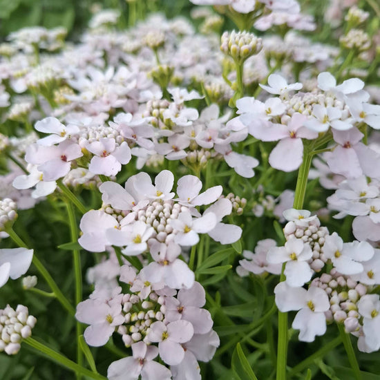 Iberis umbellata ‘Rose Cardinal’ Seed