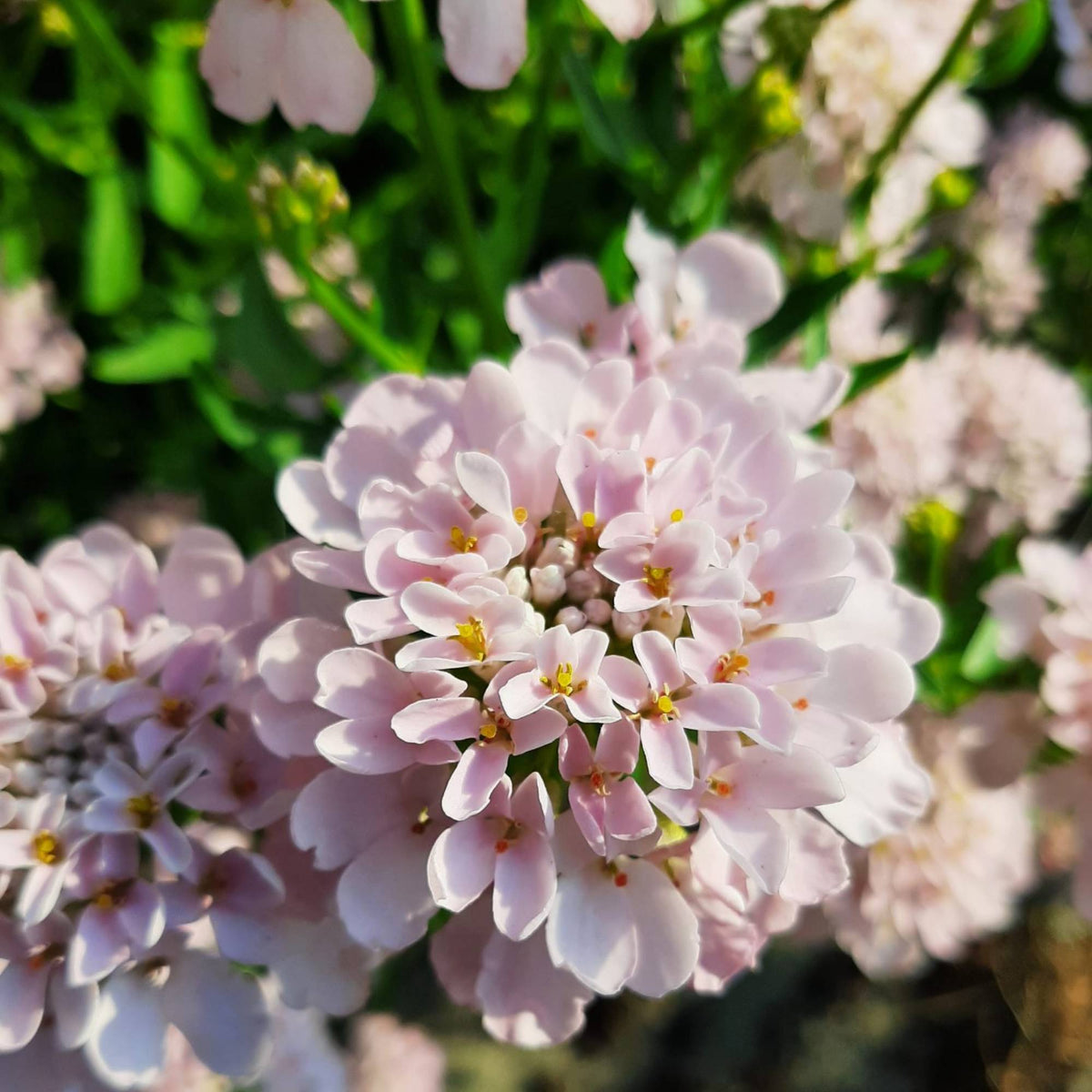 Iberis umbellata ‘Rose Cardinal’ Seeds