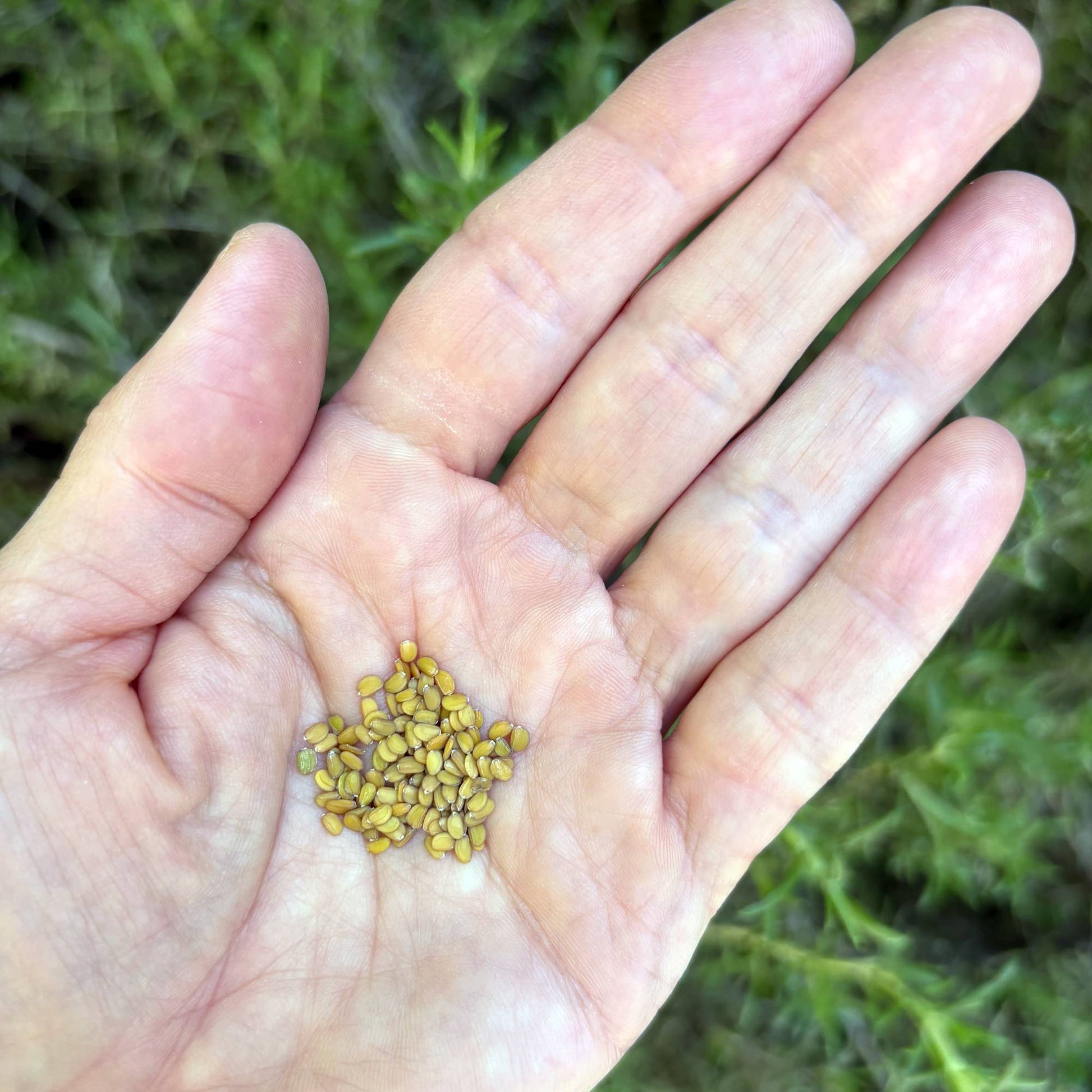 Iberis Rose Cardinal seeds