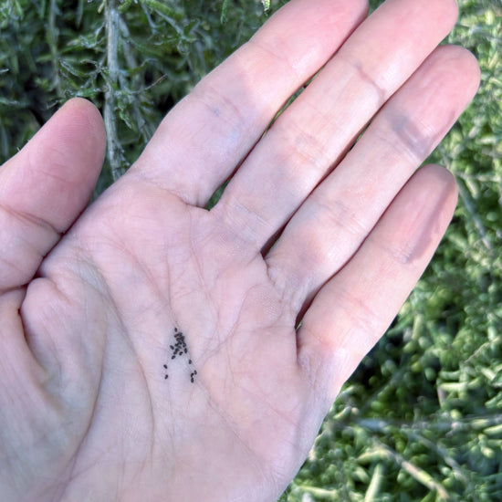 Icelandic Poppy Seeds