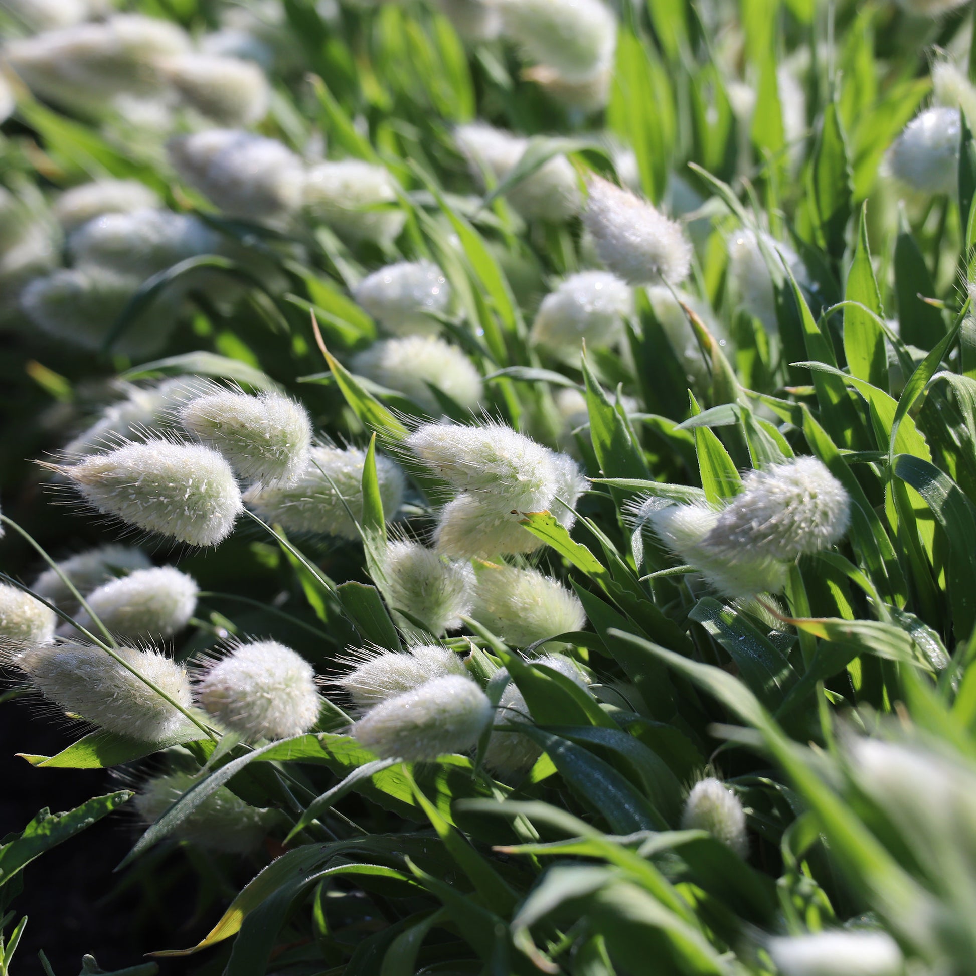 LagurusSeedGrass