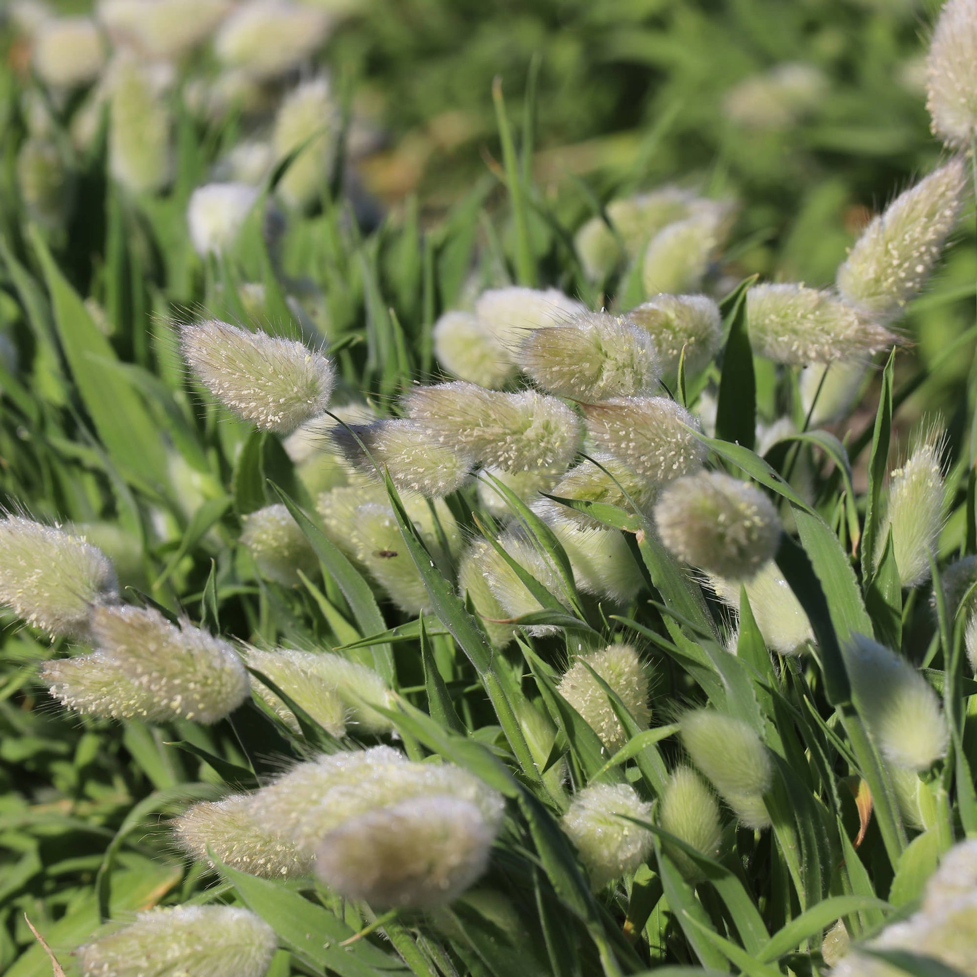 Bunny tail grass seeds