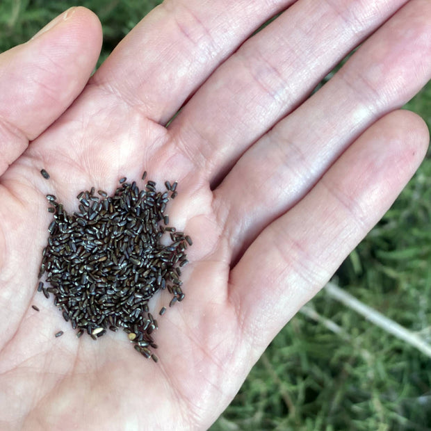 Lavender Seeds Size