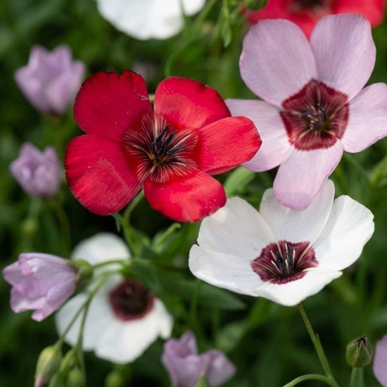 Scarlet flax mix flowers swaying in the breeze in a natural garden setting