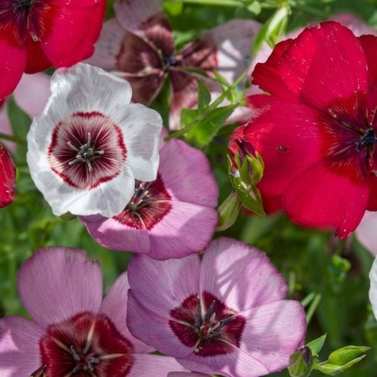 Linum grandiflorum mix flowers in red pink and white blooming in a sunny garden