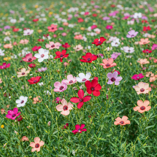 Linum grandiflorum mix growing in a wildflower border with airy stems