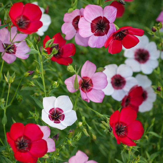 Scarlet flax mixed colors delicate cup-shaped flowers close-up