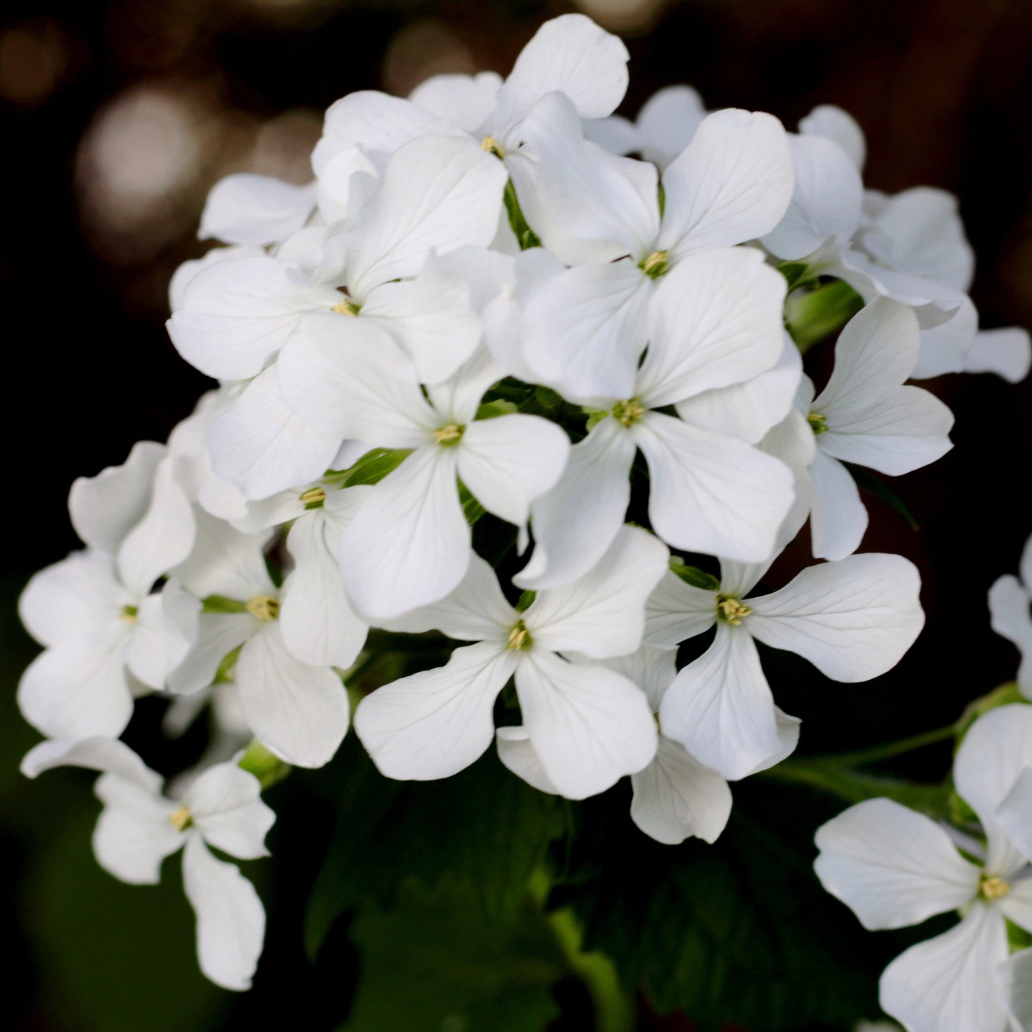 Lunaria (Onestà)