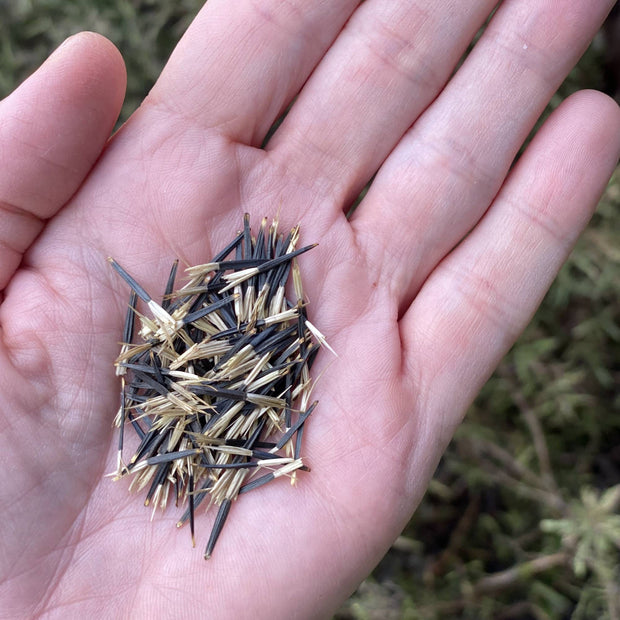 Marigold Burning Embers Seeds Size