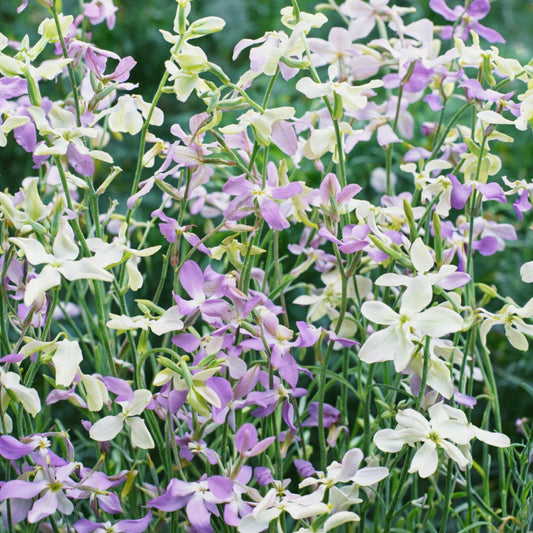 Night scented stock growing in a balcony container at sunset