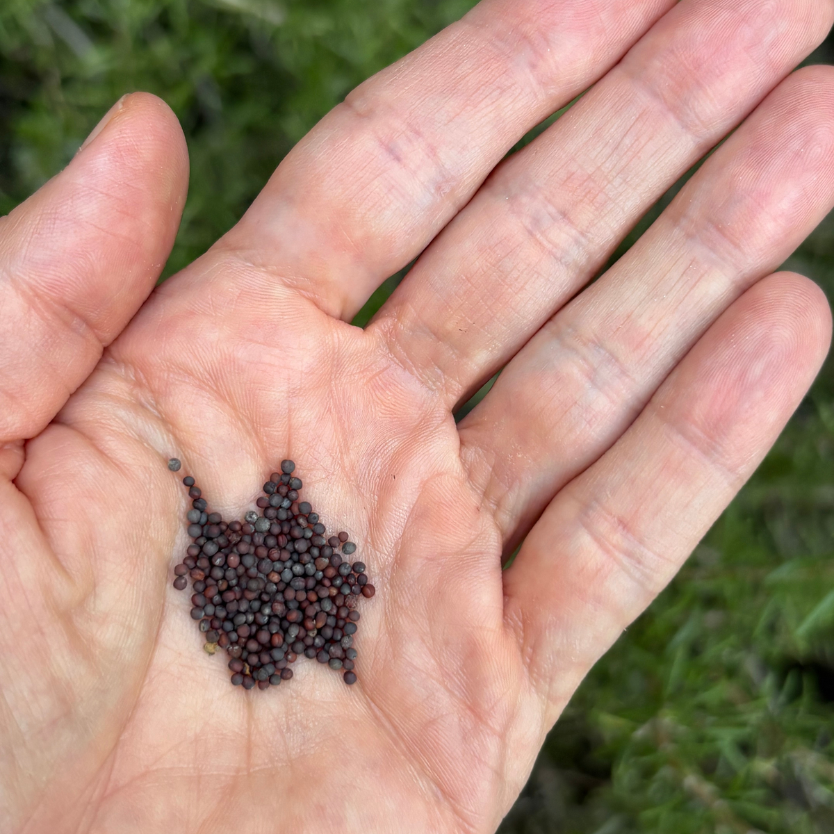 Asian Mesclun Seeds Bio