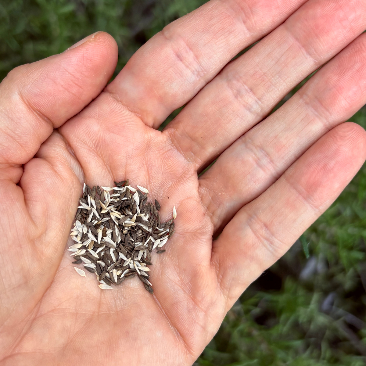Mesclun Seeds Salad Leaves Mix