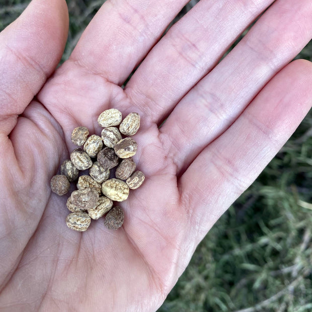 Nasturtium Sahins Paso Doble Seeds Size