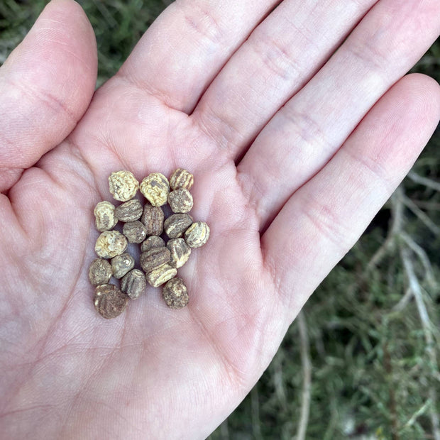 Nasturtium Sahins Rumba Seeds Size