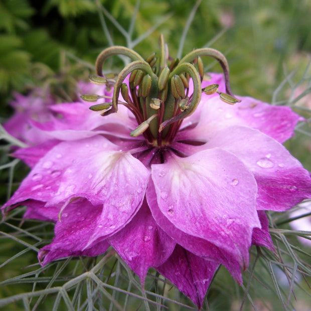 Nigella Miss Jekyll Rose