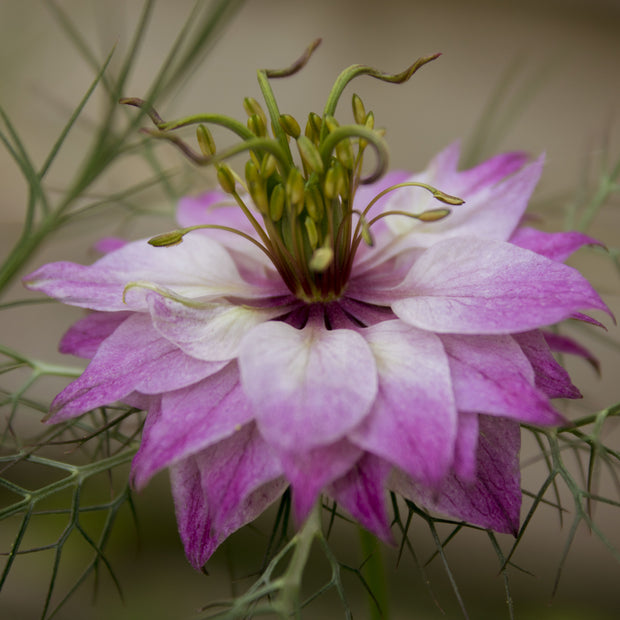 Nigella Miss Jekyll Rose