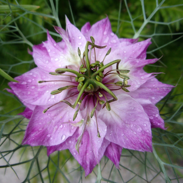 Nigella Miss Jekyll Rose