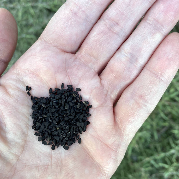 Nigella Sativa Flower Seeds Size