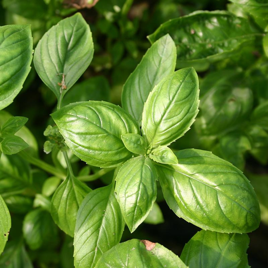 Organic Italian Basil Seeds