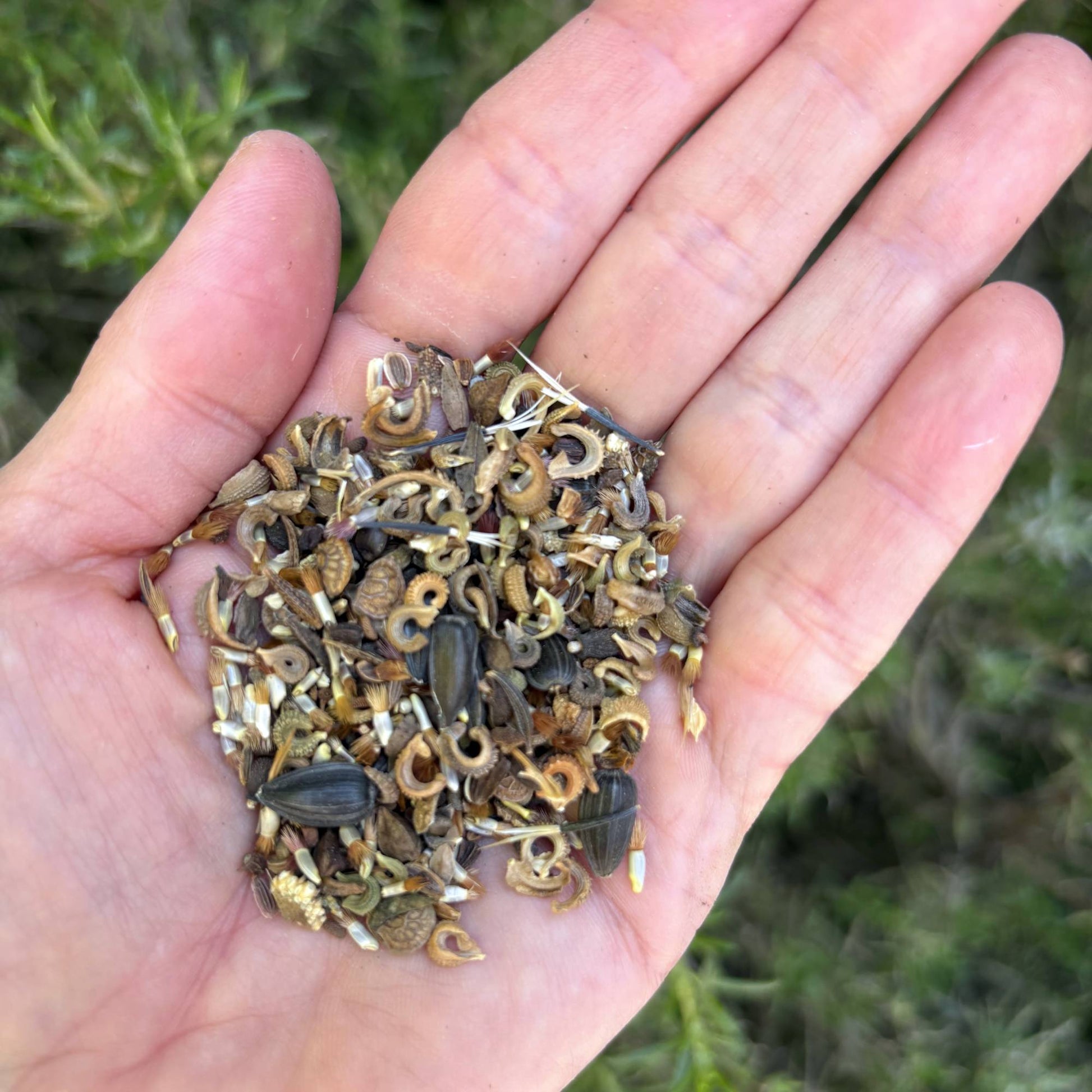 Organic Flower Mix Seeds