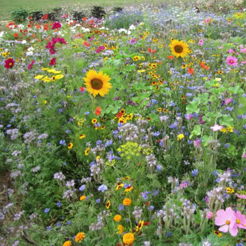 Mediterranean organic flower mix colourful wildflowers in full bloom