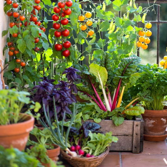 Organic Kitchen Garden Seeds