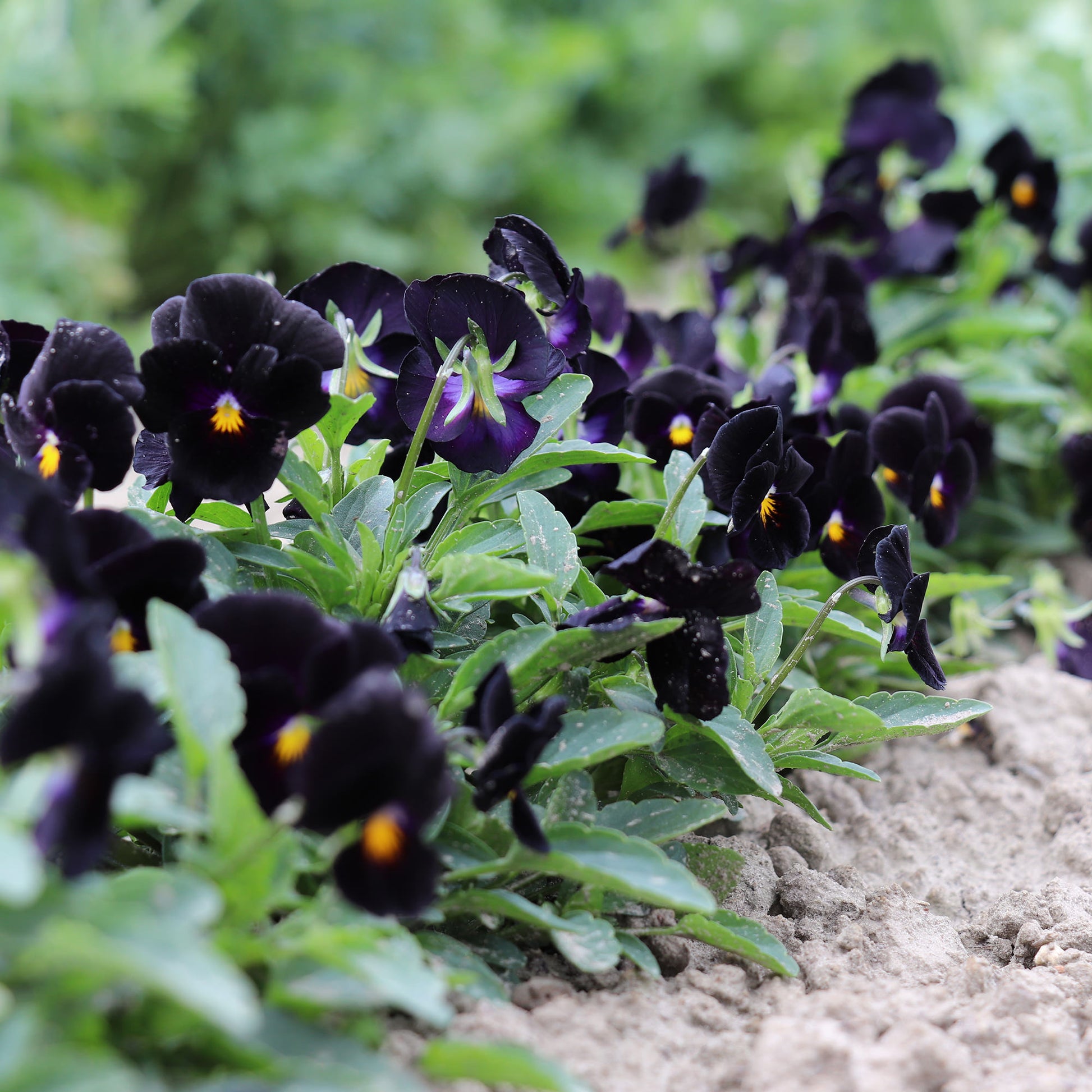 Pansy Back to Black Seeds