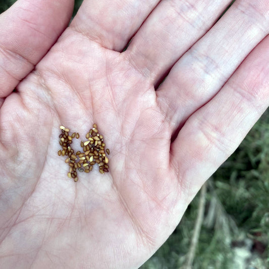 Pansy Seeds