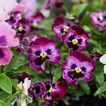 Pansy Frizzle Sizzle Raspberry Seeds