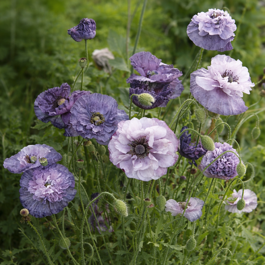Papaver rhoeas Amazing Grey soft grey poppy flowers in bloom