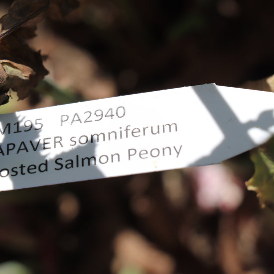 Papaver Somniferum Seeds - Salmon Peony