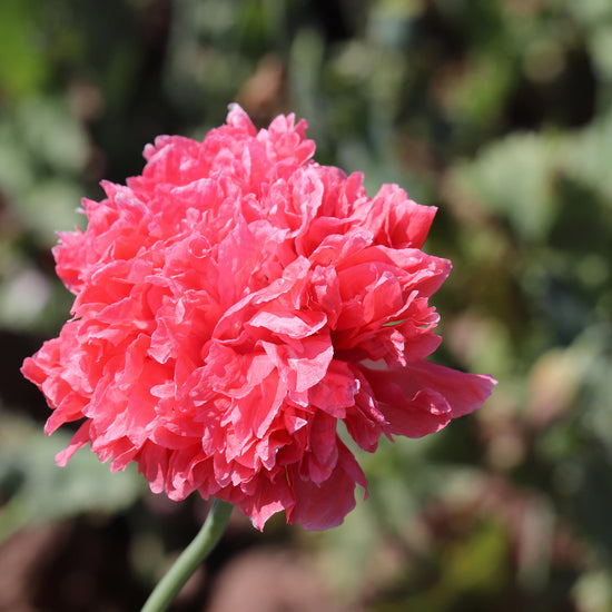 Papaver (poppy) Salmon Peony