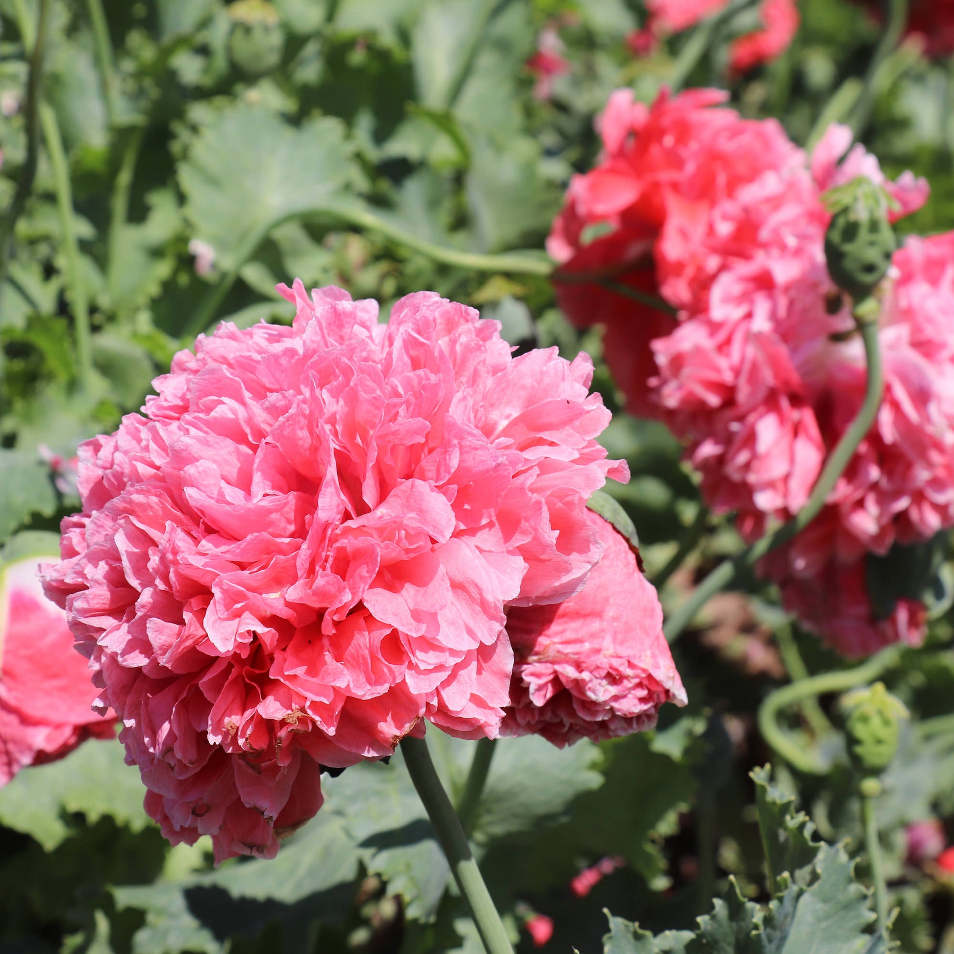 Papaver Seeds - Salmon Peony