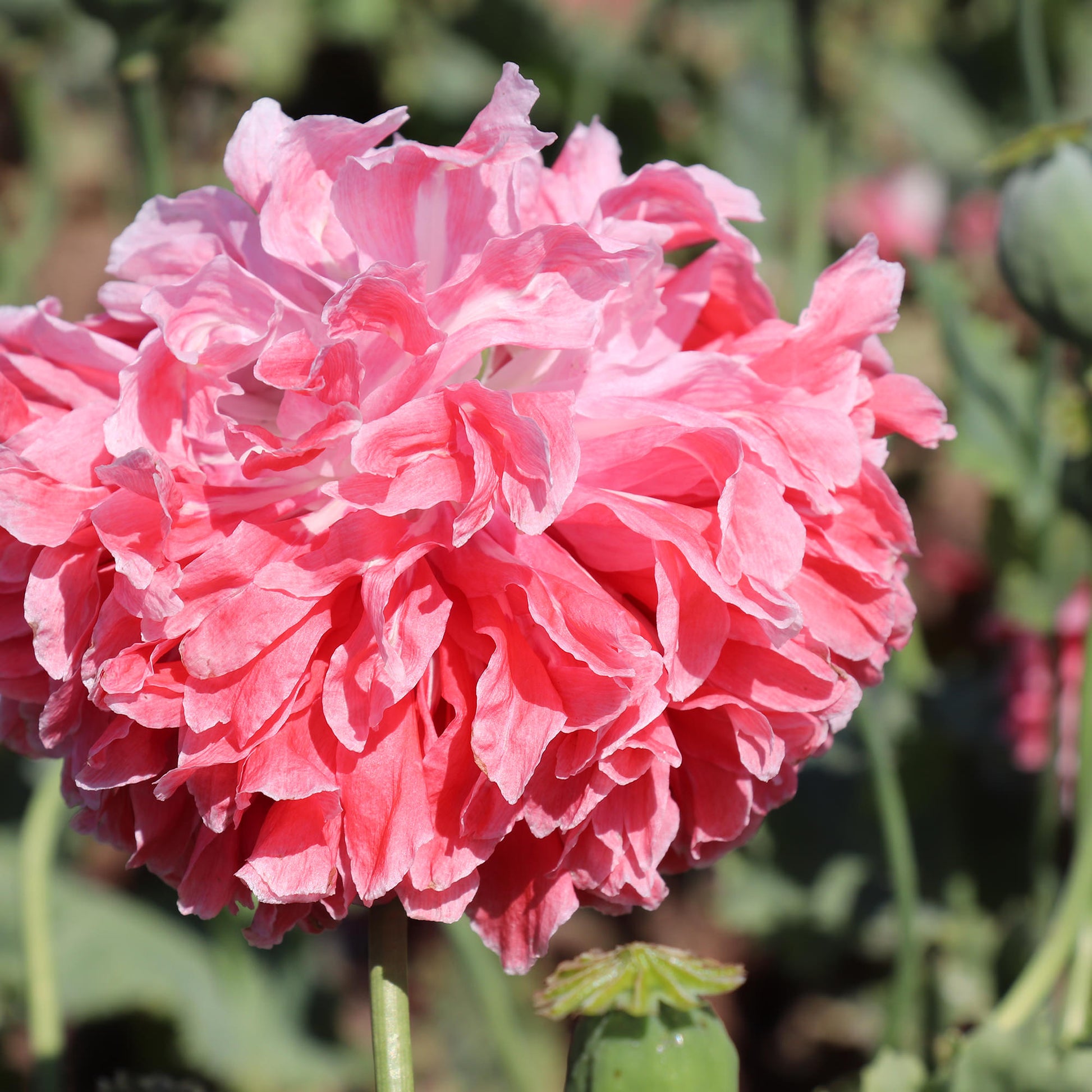 Poppy Salmon Peony