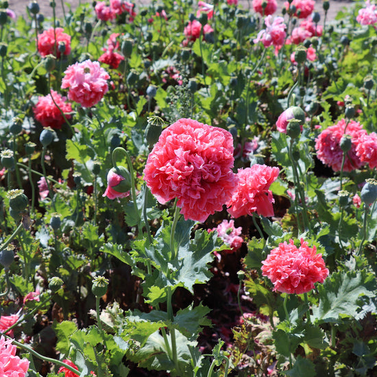 Pink ruffled salmon peony poppy flowers blooming among green leaves in a garden field.