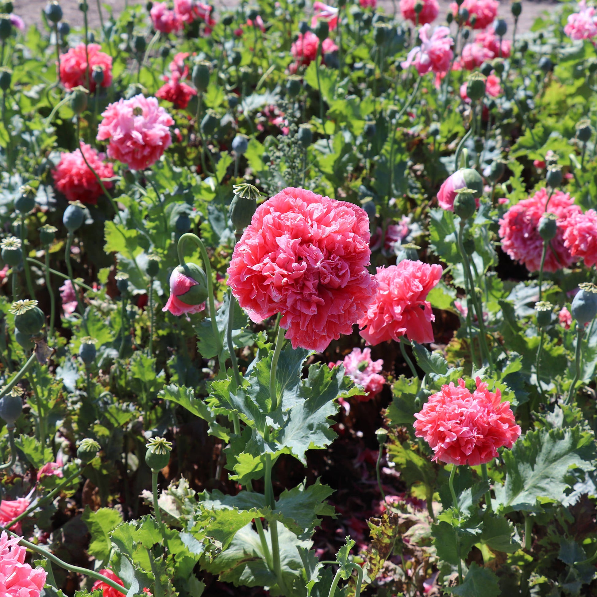 Pink ruffled salmon peony poppy flowers blooming among green leaves in a garden field.
