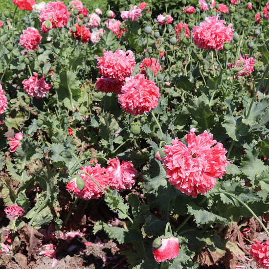 Frosted Salmon Peony Poppies