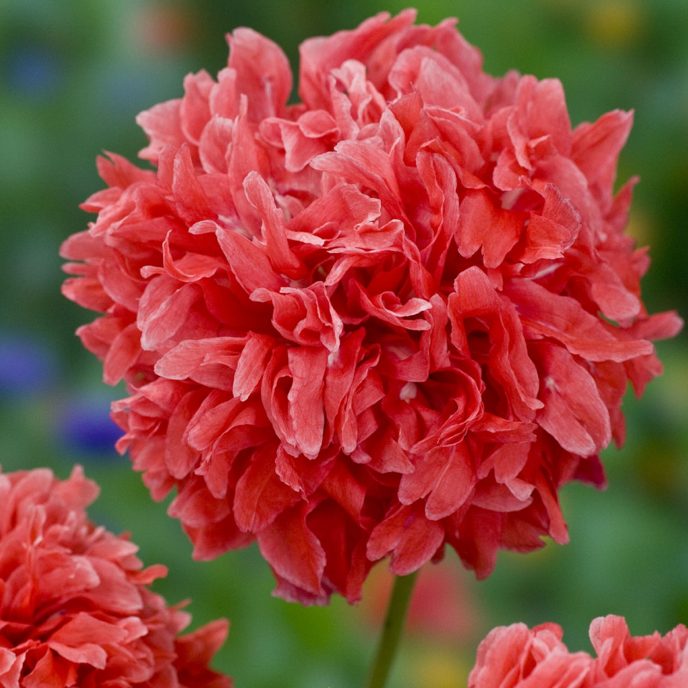 Papaver Frosted Salmon Peony Seeds