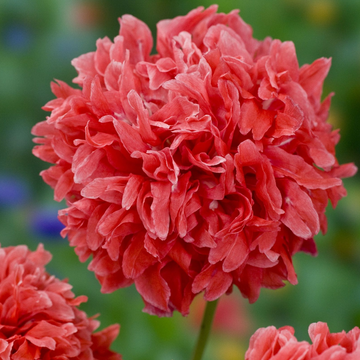 Papaver Frosted Salmon Peony Seeds