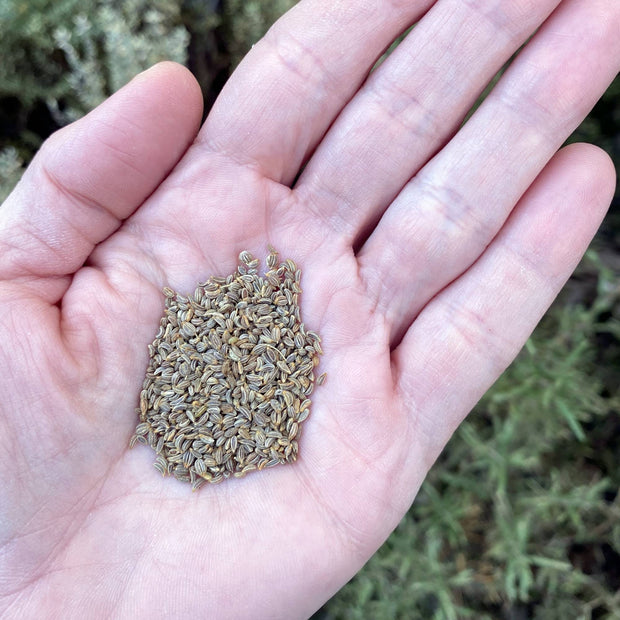 Organic Parsley Seeds