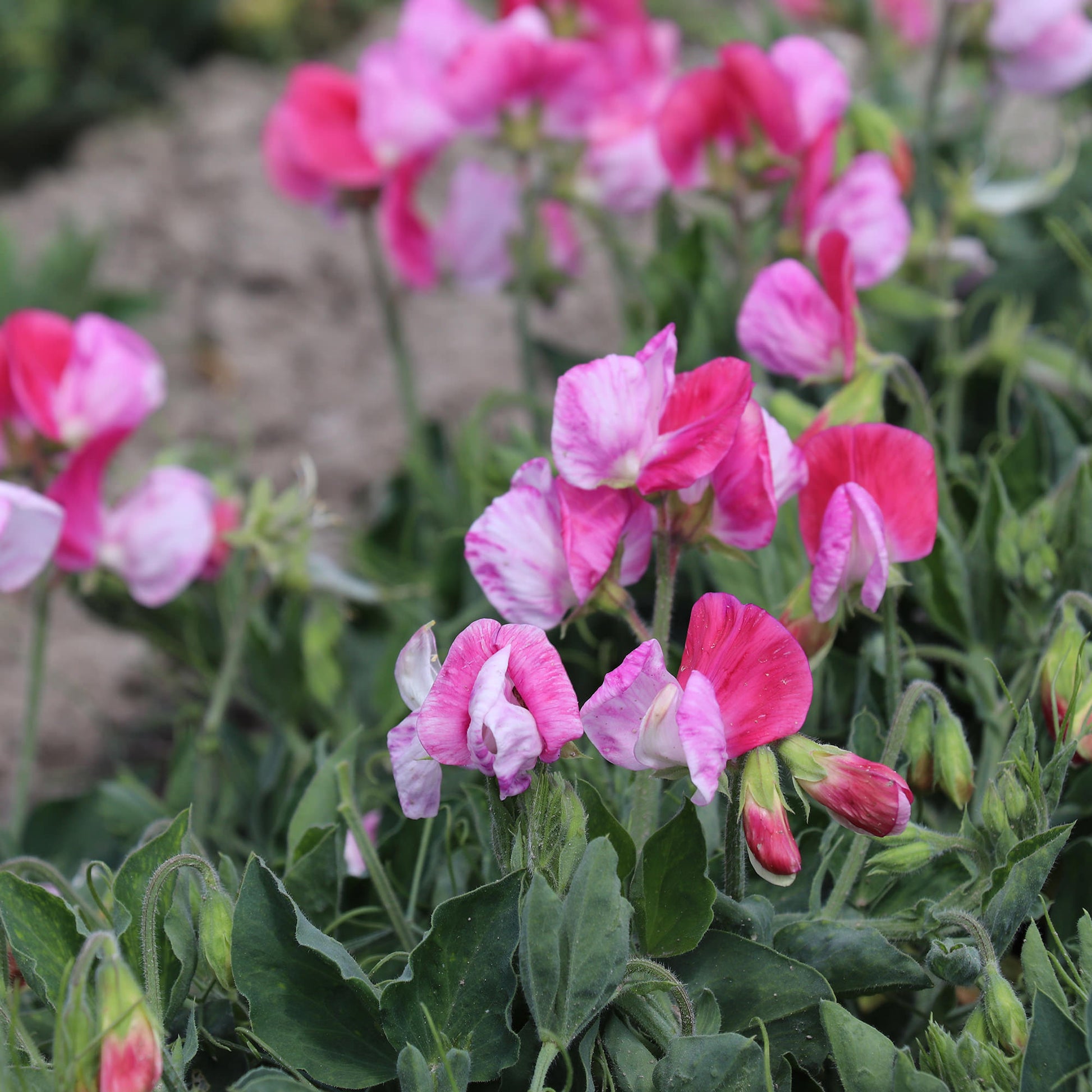 Lathyrus Pink Seeds