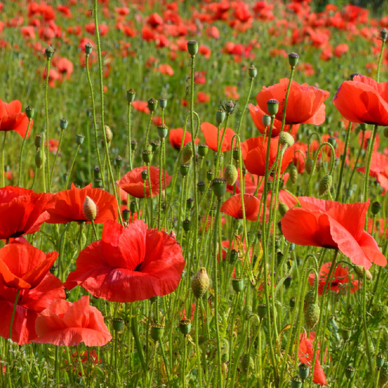 Red Poppy Seeds