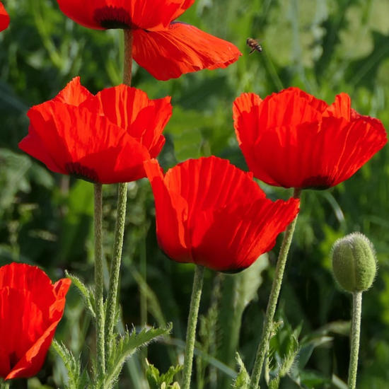 Poppy Brilliant Red eeds