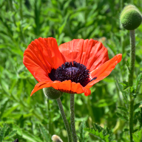 Poppy Orientale Brilliant