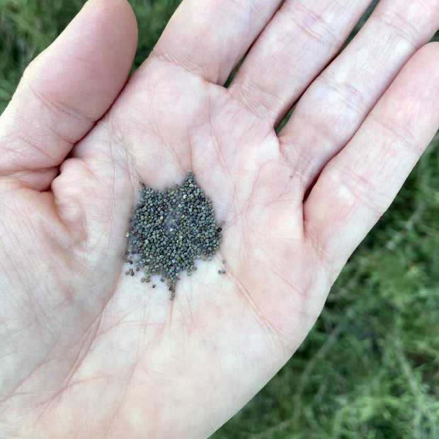 Poppy Crimson Feathers Seeds Size