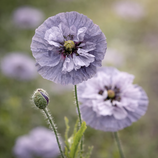Poppy Amazing Grey