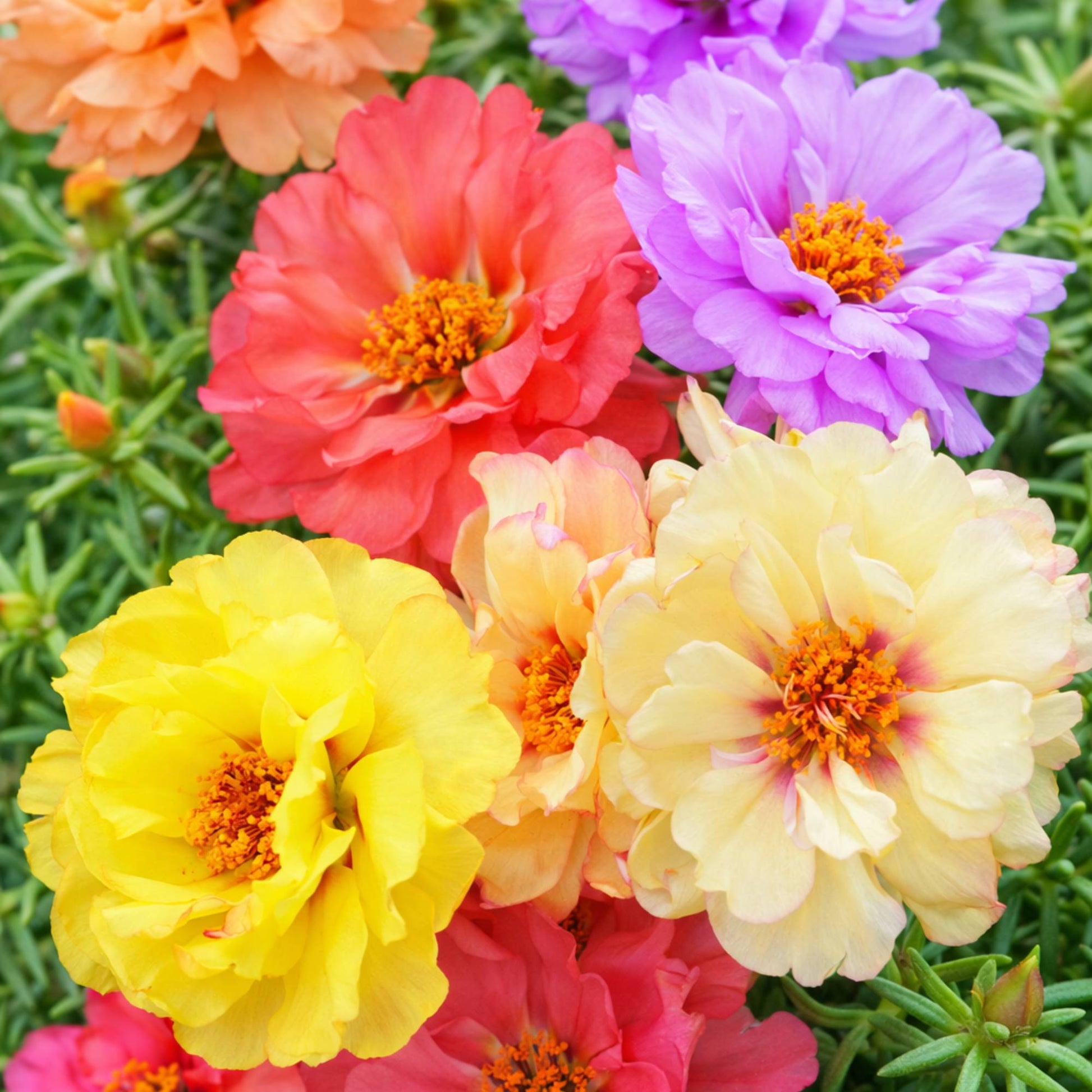 Moss rose double flowers in pink red yellow and orange close-up