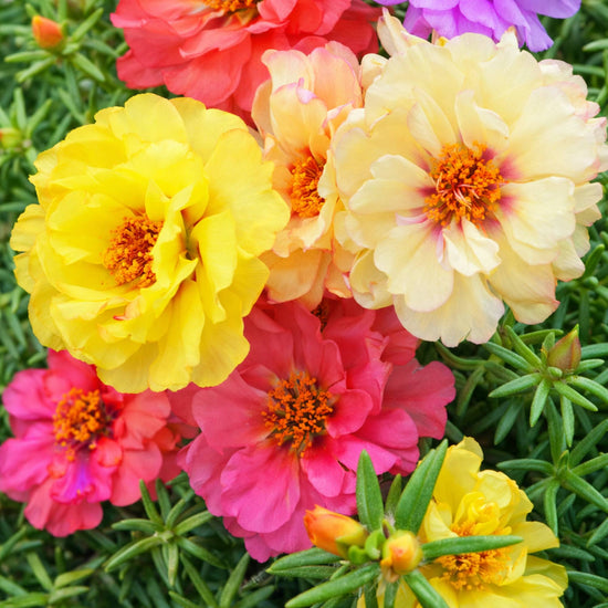 Portulaca double mix colourful blooms in full sun garden